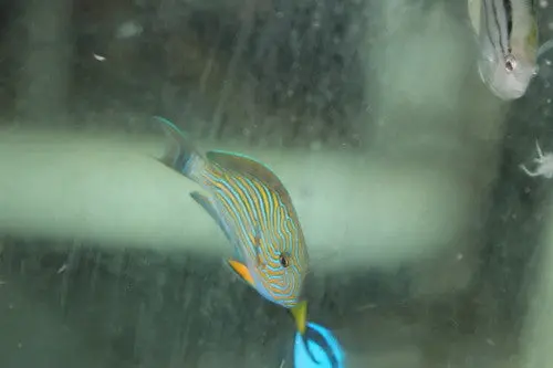 Clown Tang  3-4" 1