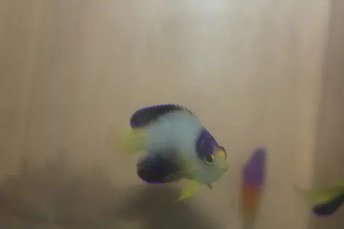 The Multicolor Pygmy Angelfish(Centropyge Multicolor)-2-3" 1
