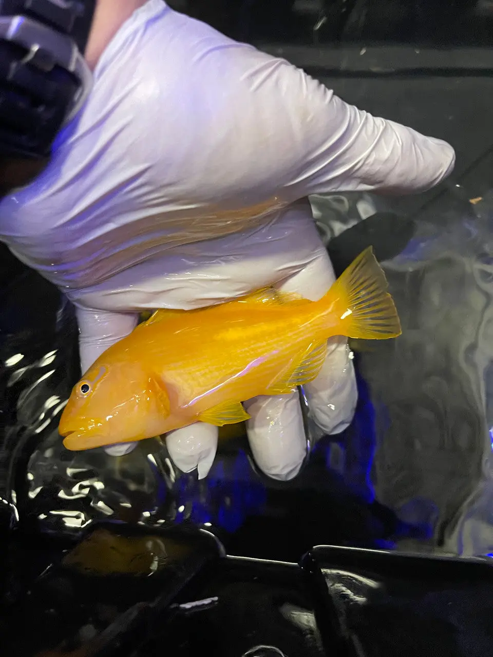 Tahitian Golden Hawkfish | Paracirrhites Xanthus (4") 1