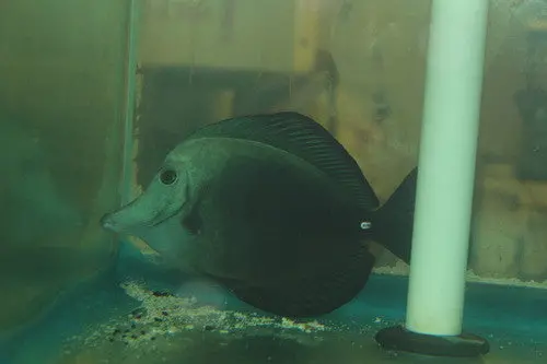 Black Longnose Tang (4") | Zebrasoma Rostratum 1