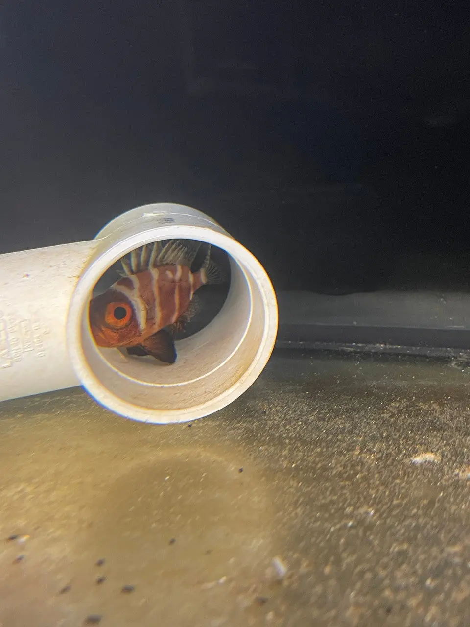 Japanese Bigeye | Pristigenys Niphonia  (3”) 1