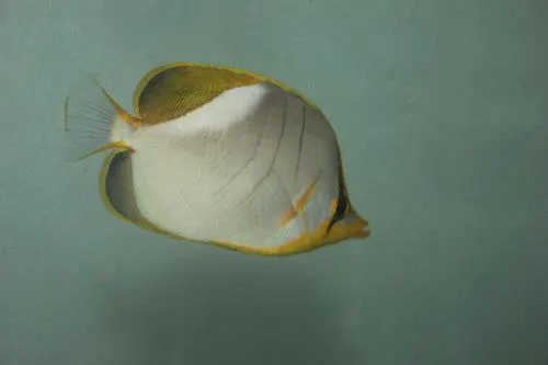 Yellow Head Butterfly (Chaetodon Xanthocephelus)3-4" 1