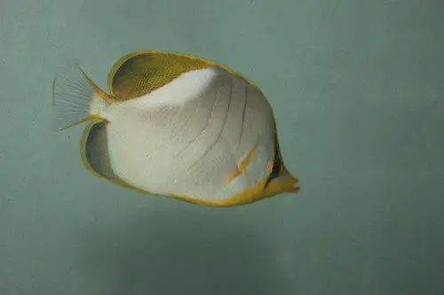 Yellow Head Butterfly (Chaetodon Xanthocephelus) 2" 1