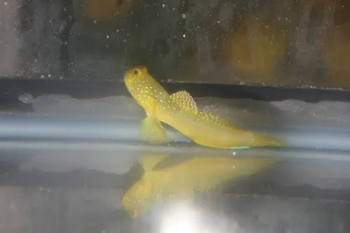 Large Yellow Watchman Goby(2”) 1