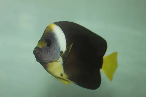 Personifer (Meredithi) Angel-6" Female 1