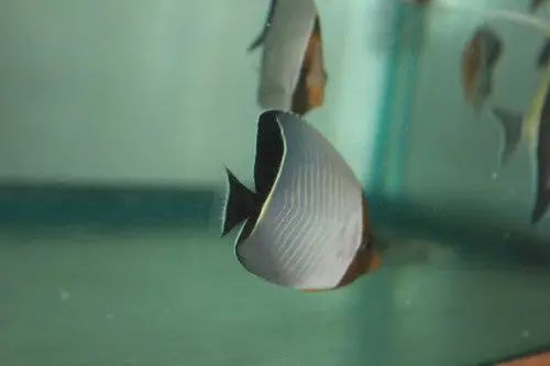 Larvatus (Orange Faced) Butterfly-Red Sea 1