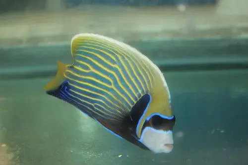 Imperator Angelfish-Adult 5-6" 1