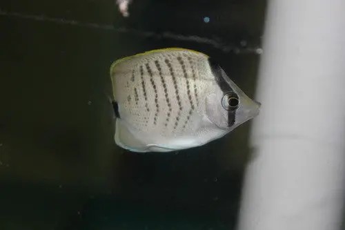 Hybrid Lemon/Pebble Butterfly (Chaetodon Miliaris/Multicinctus) 1