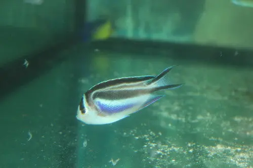 Bellus Angel-Female (2-3") 1