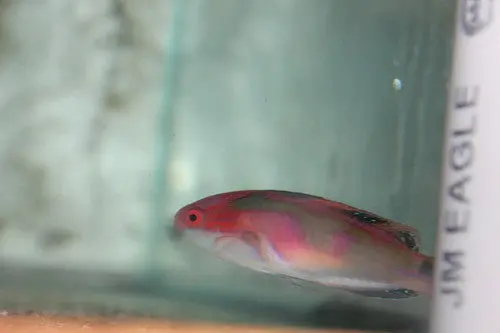 Exquisite Fairy Wrasse (Kenya) 1