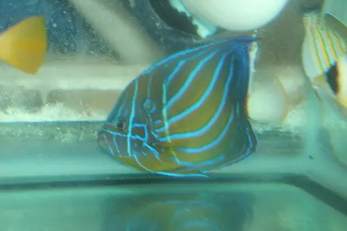 Blue Ring Angel-5-6" 1