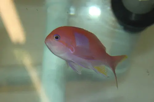Squareback Anthias Pair | Pseudanthias Pleurotaenia 1