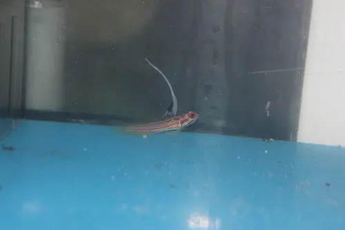 Yasha Hashe Goby 1