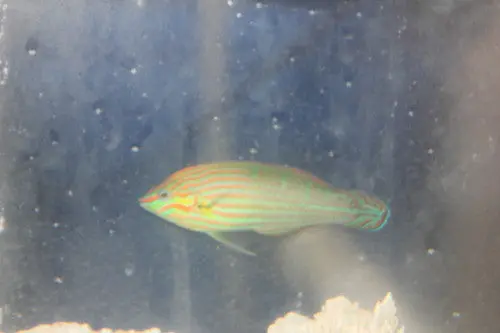 Red Headed Wrasse | Halichoeres Rubricephalus-Female 1