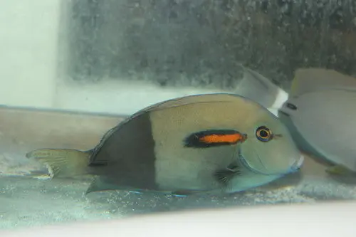 Orange Shoulder Tang-3-4" 1