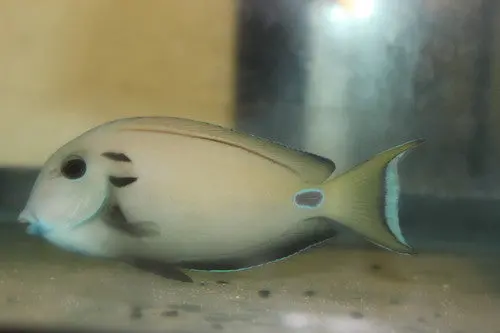 Tenneti Tang  (6") 1