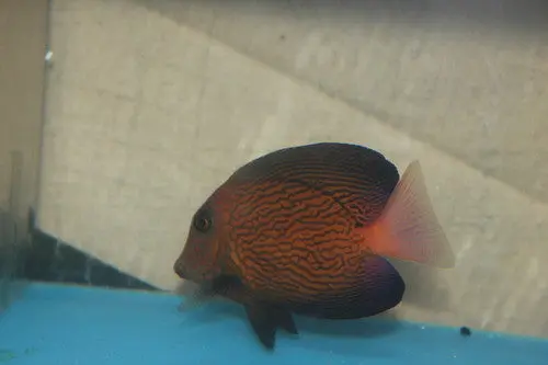 Chevron Tang (5") 1