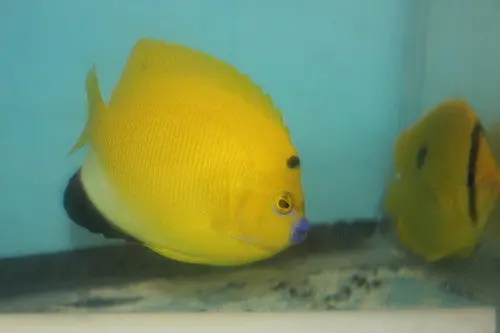 Flagfin Angel  (3-4" Adult) 1