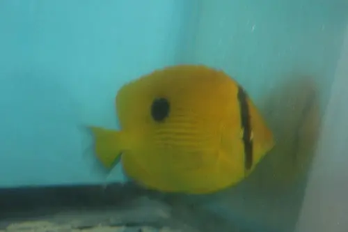 Zanzibar Butterflyfish | Chaetodon Zanzibariensis (4-5") 1
