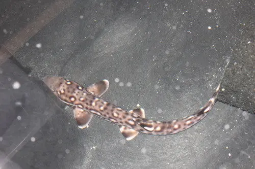 Australian Marbled Catshark (7-8") 1