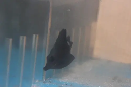 Hawaiian Black Longnose Tang (3") | Zebrasoma Rostratum | Nyaquatic 1