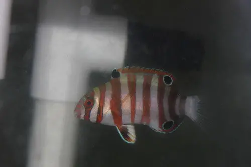 Harlequin Tusk-Phillipines (2-3”Juv) 1