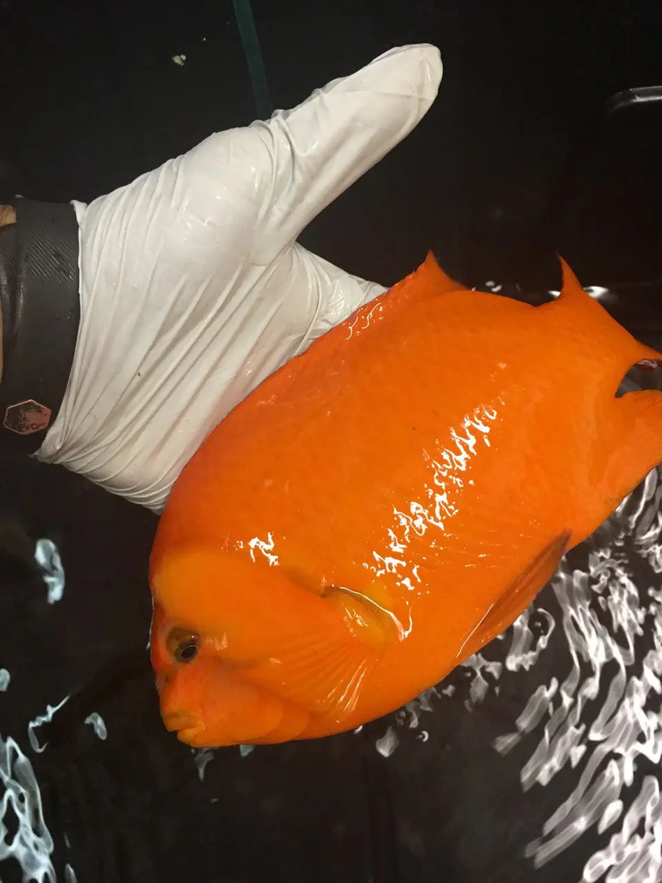 Garibaldi (14") 1