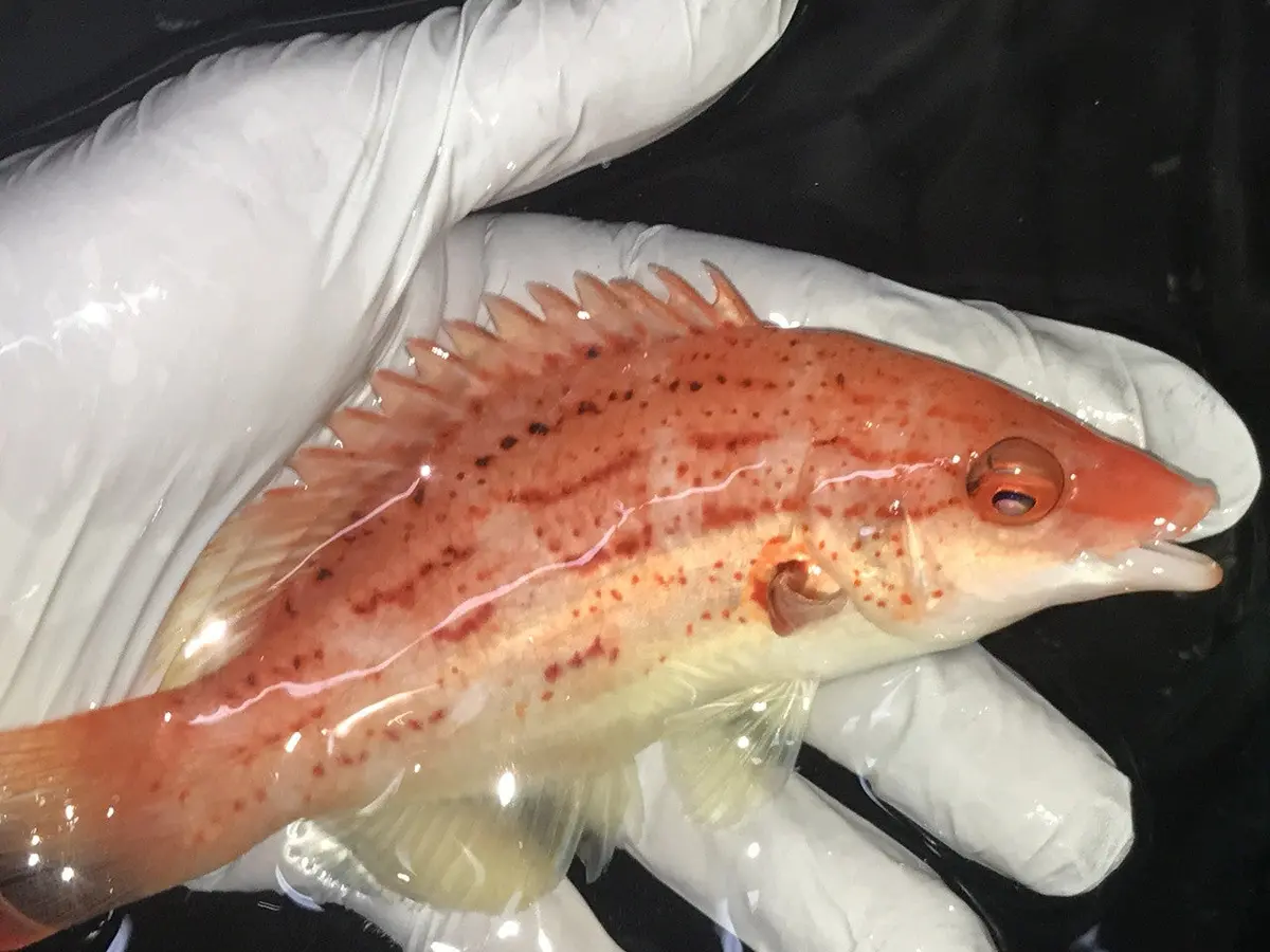 Lined Hogfish-Bodianus Leucosticticus 1