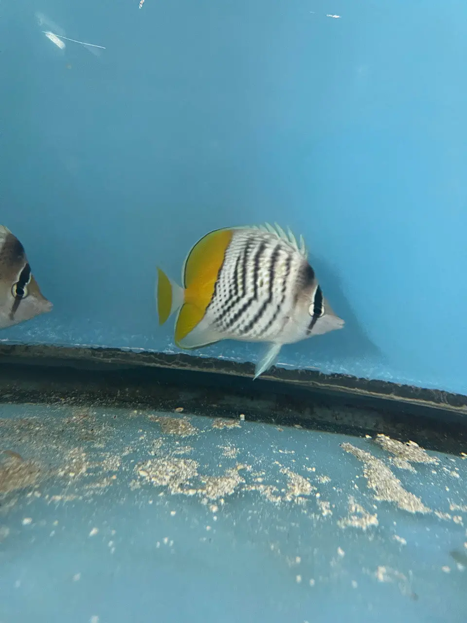 Orange Tail/Mertensii Butterfly	(Chaetodon Mertensii) 1