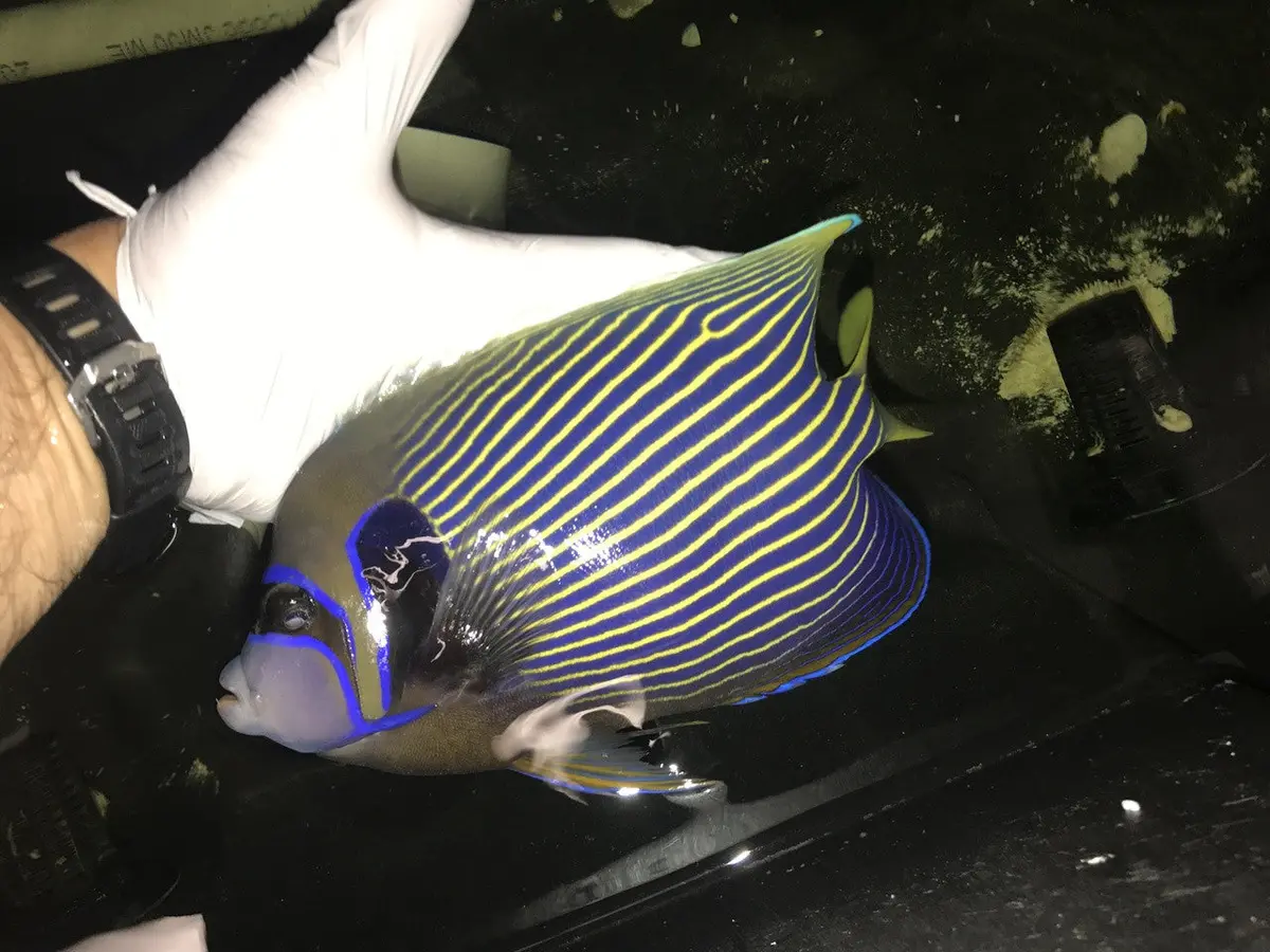 Imperator Angelfish-Adult 9" Streamer Male 1