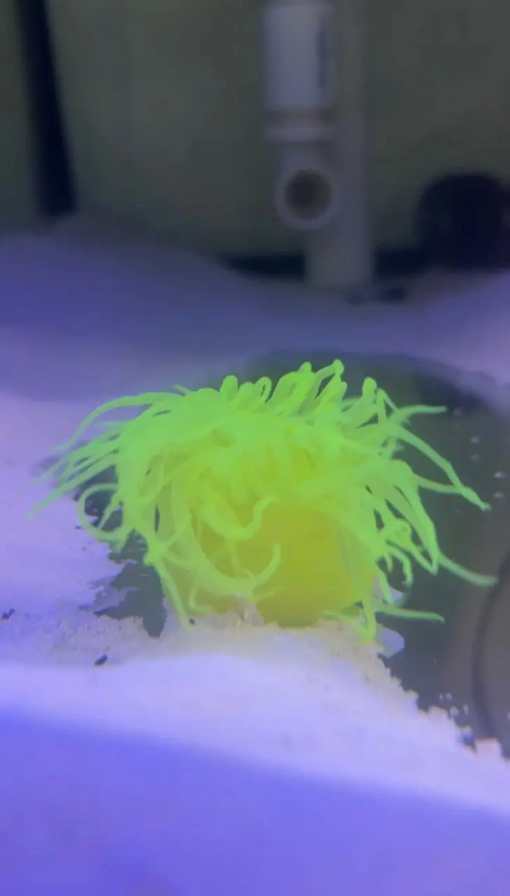 Japanese Neon Anemone 1