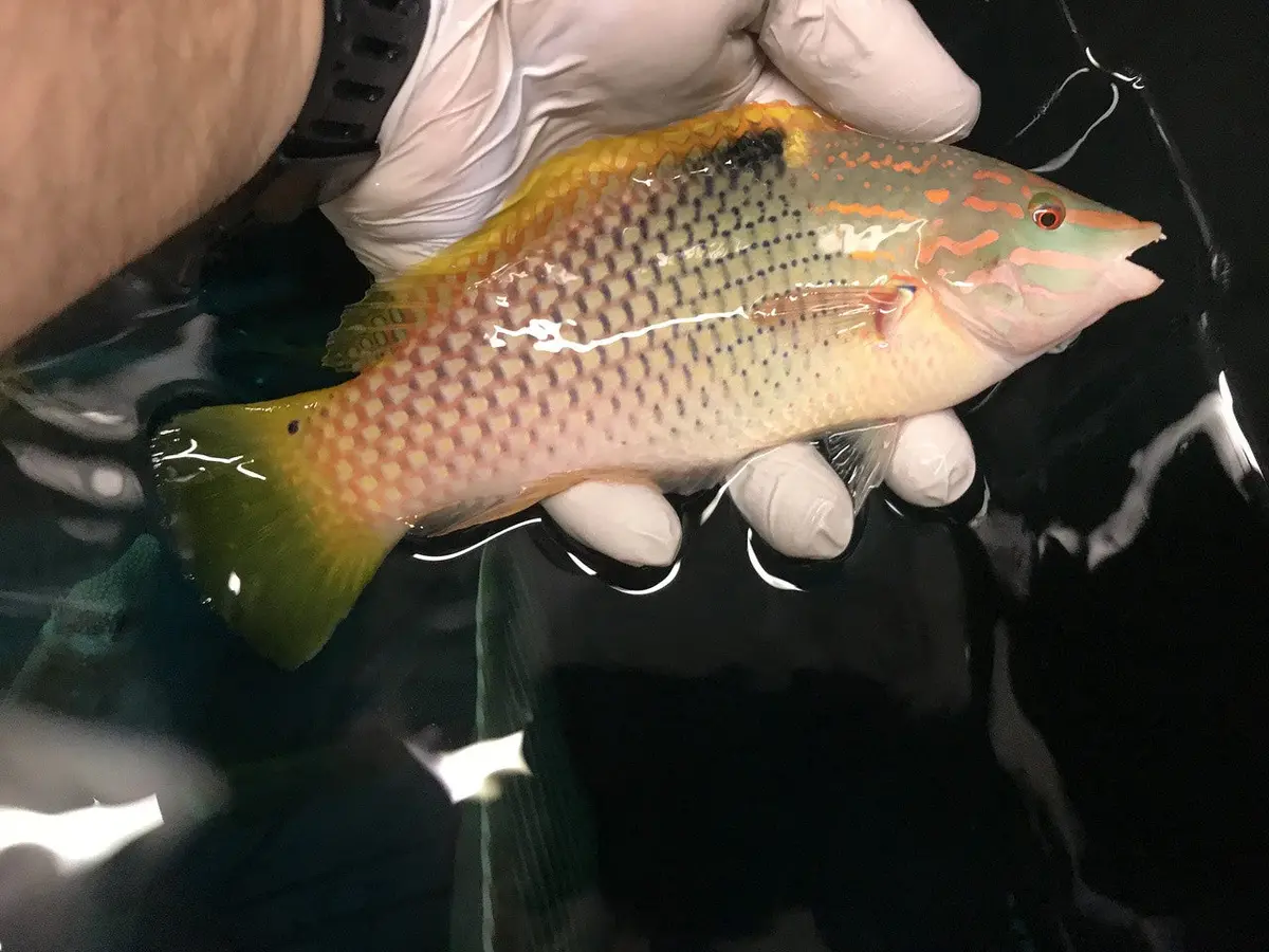 Checkerboard Wrasse-6" Male Red Sea 1