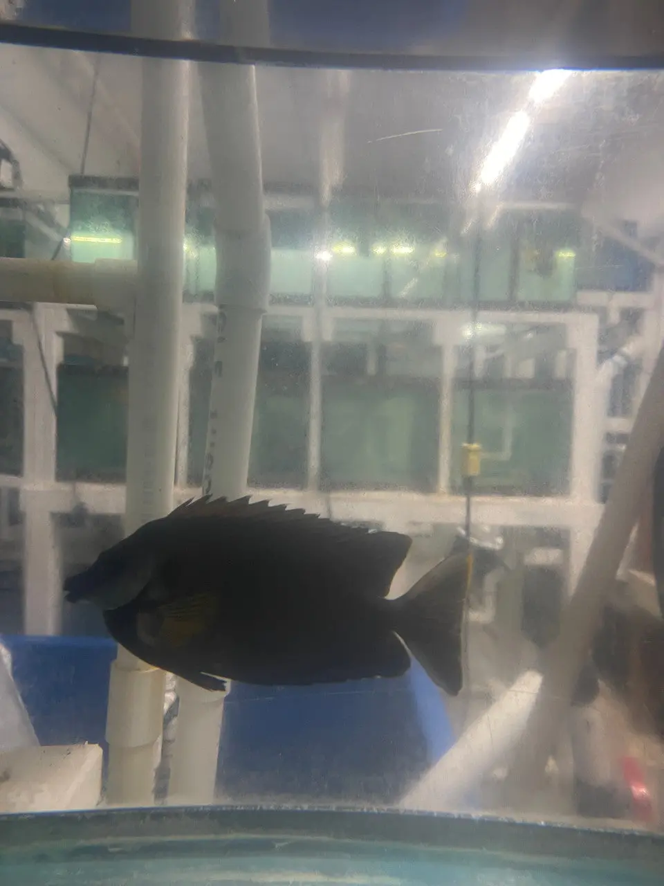 Black Tongan Foxface (Siganus Niger)-4-6" 1