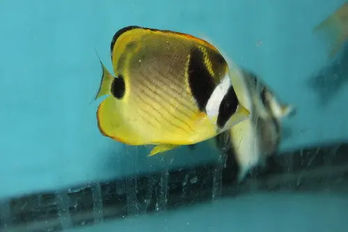 Australian Raccoon Butterflyfish (3-4") 1