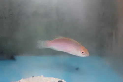 Pink Margin Fairy Wrasse-2-3" Female 1