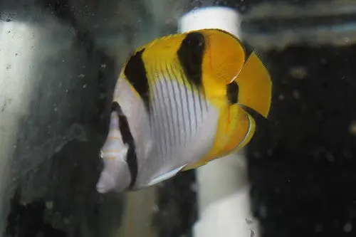 Falcula Butterflyfish | Chaetodon Falcula 3-4" 1