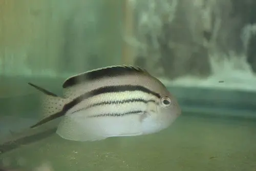 Lamarck Angelfish (5" Crazy Misbar) 1