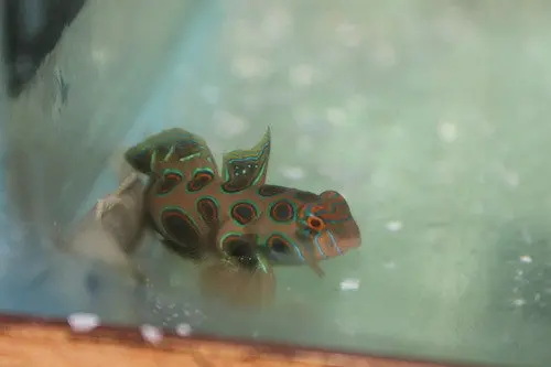 Spotted Mandarin Goby 1