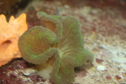 Carpet Anemone-Green (4-6") 1