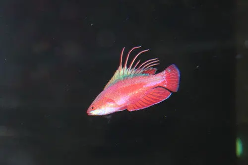 Linespot Flasher Wrasse (Paracheilinus Lineopunctatus) 1