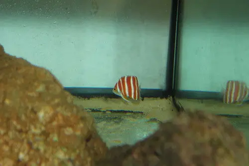 Peppermint Angelfish (Centropyge Boylei) 1