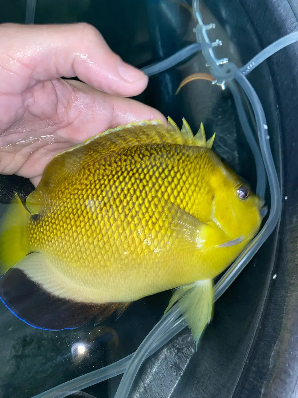 Armitage Angelfish Hybrid (Apolemichthys Xanthurus X Apolemichthys Trimaculatus)-9" 1