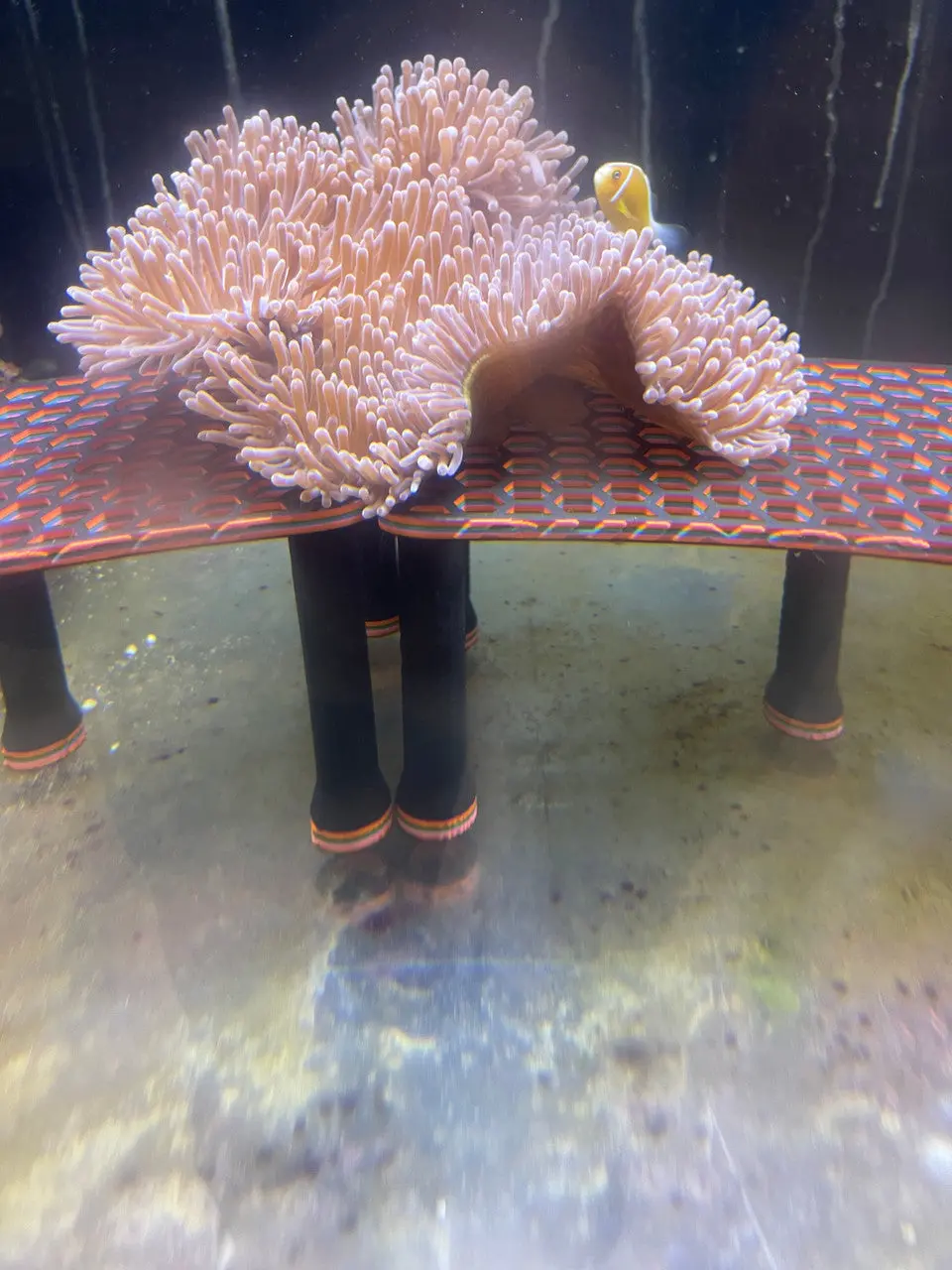 Pink Skunk Clownfish-Mated Trio 1