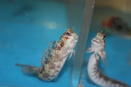 Red Spotted Blenny 1