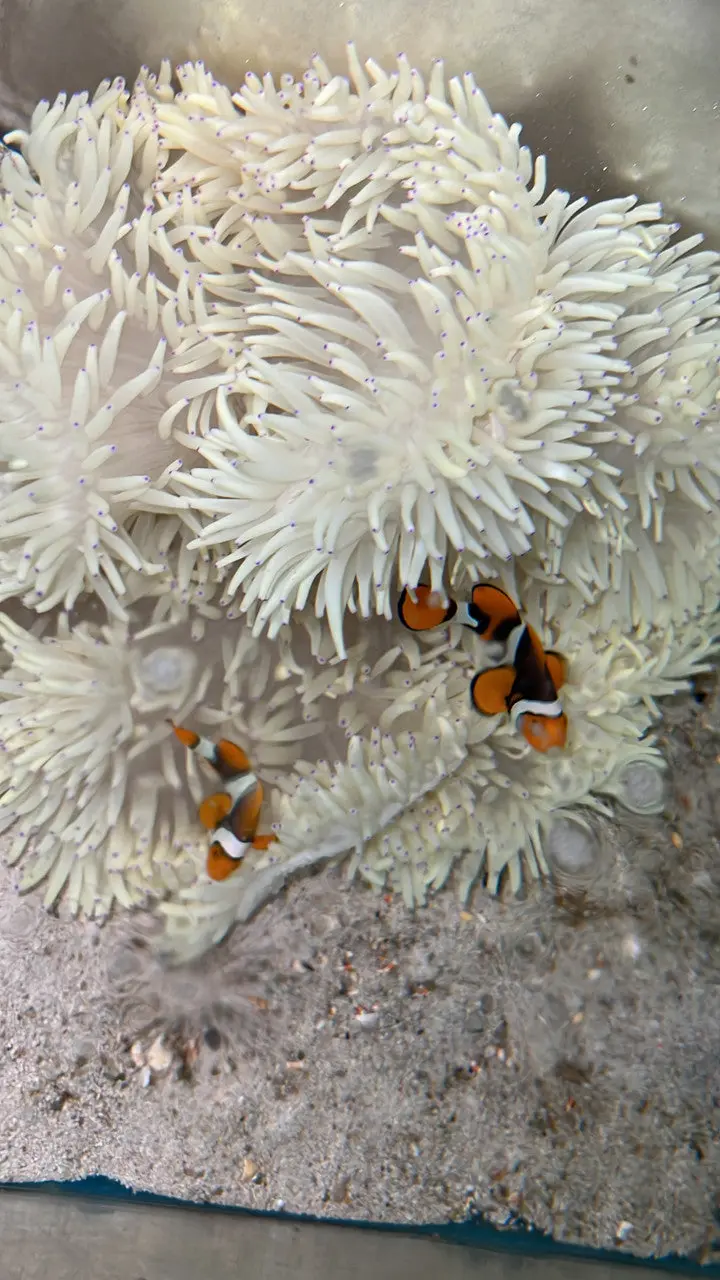 True Percula Clownfish-Super Black Pair #1 W Host Malu Anemone 2