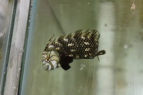 Dragon Wrasse (4-5") 1