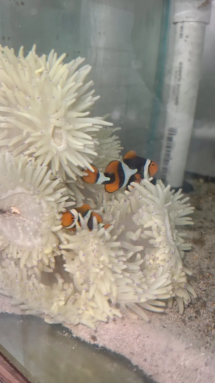 True Percula Clownfish-Super Black Pair #1 W Host Malu Anemone 1