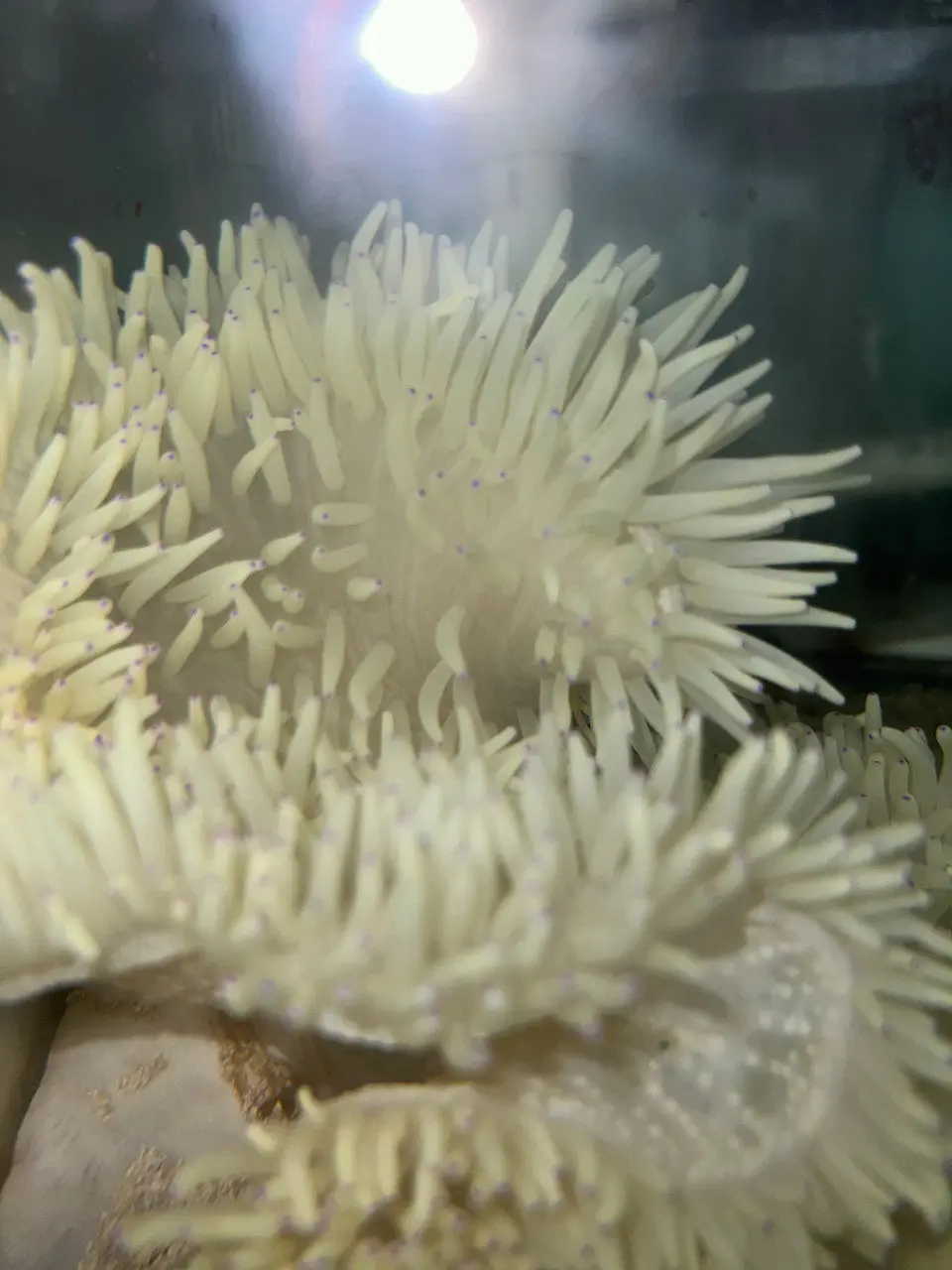 Malu Anemone (White W Purple Tips) 1