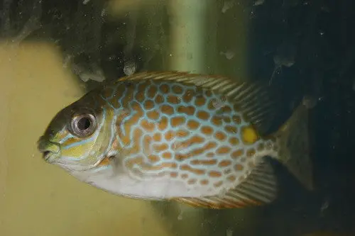 Spotted Rabbitfish 1