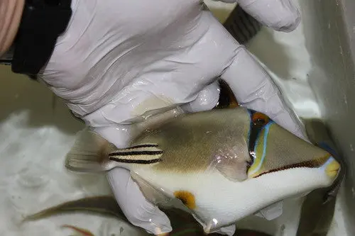Assasi Trigger (Red Sea) 5-6" 1